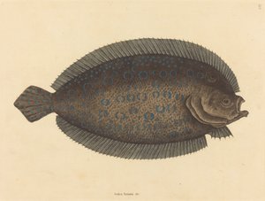 La sogliola Pleuronectes lunatus, pubblicato 1731-1743