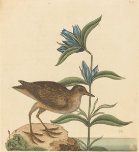 Il Soree Rallus Virginianus, pubblicato 1731-1743 da Mark Catesby