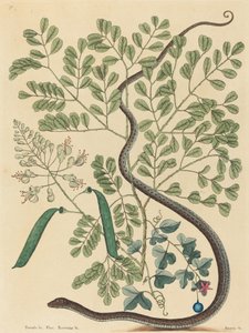 Il serpente a nastro maculato Coluber nebulosus da Mark Catesby
