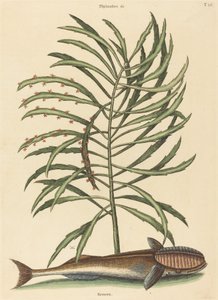 Il Pesce Succhiante Echeneis naucratis, pubblicato 1731-1743