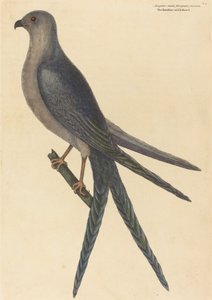 Il Falco Coda di Rondine Falco furcatus, pubblicato 1754 da Mark Catesby