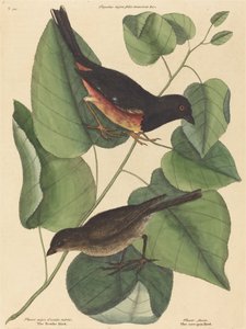 Il Towhe Bird Fringilla erythrophthalma da Mark Catesby