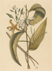 Epidendrum Vanilla da Mark Catesby