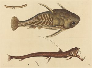 Il pesce gatto bocca di vipera da Mark Catesby
