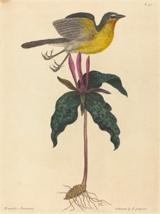 Il chiacchierone dal petto giallo, pubblicato nel 1754 da Mark Catesby