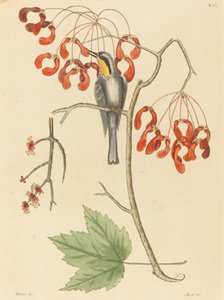 Il rampicante dalla gola gialla, pubblicato nel 1754 da Mark Catesby