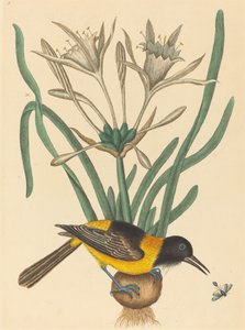 Il Pye Giallo e Nero (Oriolus Icterus) da Mark Catesby