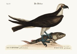 Il falco pescatore, 1749-73 da Mark Catesby