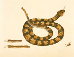 Serpente Viper Caudison, Serpente a sonagli, tavola 41, vol. 1, da 