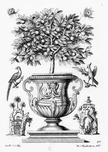 Alberi di agrumi, c.1735