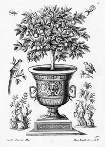 Alberi di agrumi, c.1735