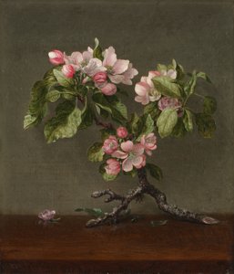  da Martin Johnson Heade