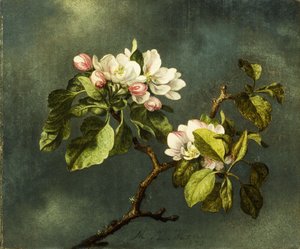 Fiori di melo