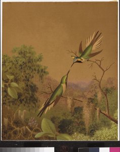 Colibrì brasiliani IV da Martin Johnson Heade