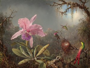 Orchidea Cattleya e tre colibrì