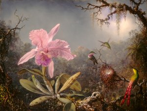 Orchidea Cattleya e tre colibrì