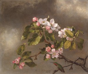 Colibrì e fiori di melo da Martin Johnson Heade