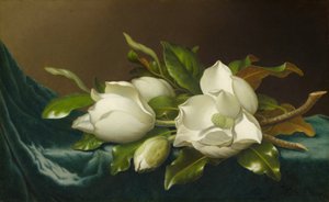 Magnolie su stoffa di velluto azzurro chiaro da Martin Johnson Heade