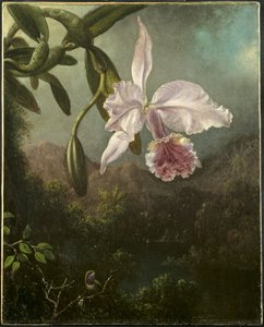 Fiori di orchidea da Martin Johnson Heade