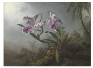Orchidee rosa e colibrì su un ramoscello
