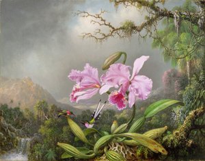 Studio di un