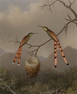  da Martin Johnson Heade
