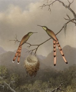Due Colibrì con i Loro Piccoli