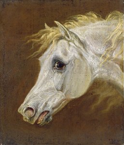 Testa di un cavallo arabo grigio