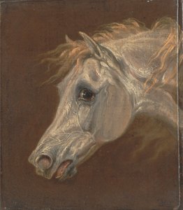 Testa di un cavallo arabo grigio da Martin Theodore Ward