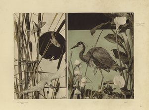 Uno dei Festoni e Gruppi Decorativi di Martin Gerlach