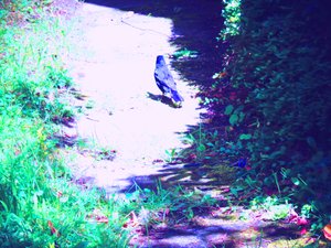 Passeggiata del Merlo a Luglio