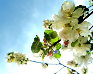 Fiori di albero 1