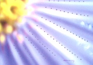 Blaue Blume da Martina Konitzky