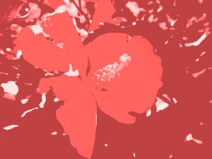 Fioritura