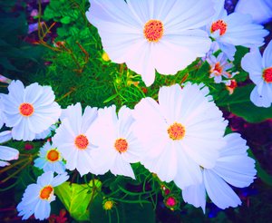 Fiori da Martina Konitzky
