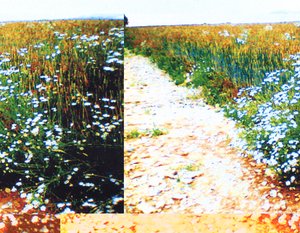 Sentiero di Campo da Martina Konitzky