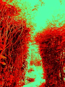 Giardino (Omaggio a Hieronymus Bosch)