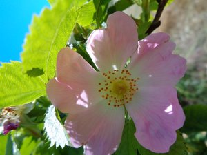 Rosa Canina