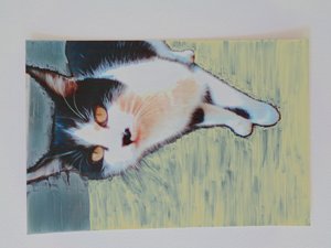 Gatto da Martina Konitzky