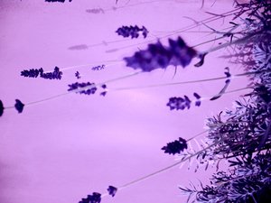 Lavanda da Martina Konitzky