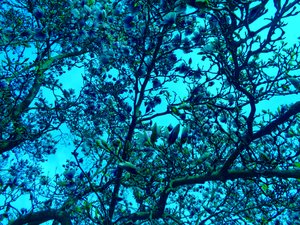 magnolie blu da Martina Konitzky