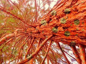 Sequoia punteggiata