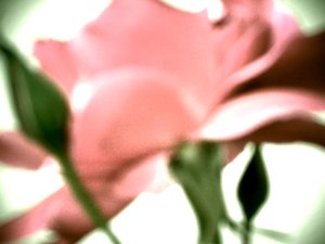 Rosa pastello da Martina Konitzky