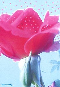 Rosa Rosa da Martina Konitzky