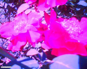 Rose da Martina Konitzky