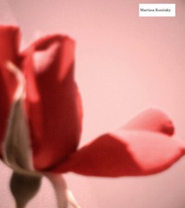 Petalo di rosa a forma di cuore