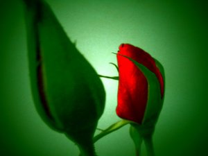 Rosso verde