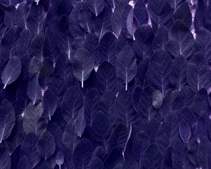 Salvia