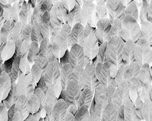 Salvia