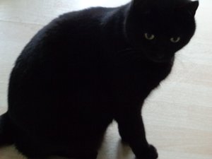 Gatto nero